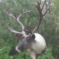 Mountain Caribou Mountain Caribou